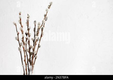 Glass vase with pussy willow tree branches on white table indoors Stock  Photo - Alamy