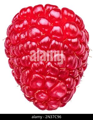 One raspberry fruit isolated on white background. Stock Photo