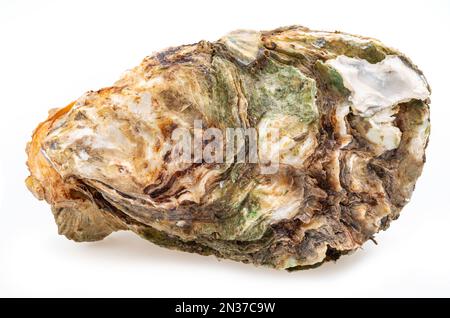 Closed oyster isolated on white background. Closeup. Stock Photo