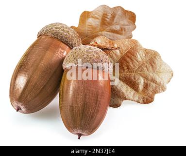 Two brown oak acorns with autumn oak leaves isolated on white background. Stock Photo