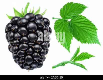 Blackberry fruit and green leaves isolated on white background. File contains clipping path. Stock Photo