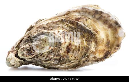 Closed raw oyster isolated on white background. Delicacy food. Stock Photo