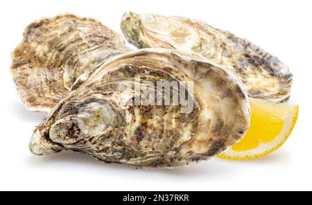 Closed raw oysters with lemon slice isolated on white background. Delicacy food. Stock Photo