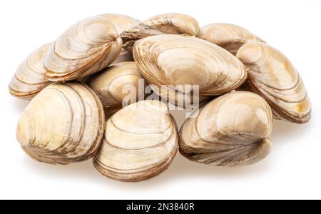 Edible raw clams isolated on white background. Delicacy food. Stock Photo