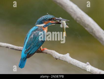 A gorgeous male Kingfisher with a fish in his long beak . Sat on a branch showing his beautiful colours with a  clear pastel background. Suffolk , UK. Stock Photo