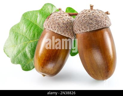 Two oak acorns with oak leaves isolated on white background. Stock Photo