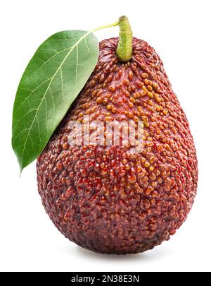 Hass avocado fruit with leaf isolated on white background. Stock Photo