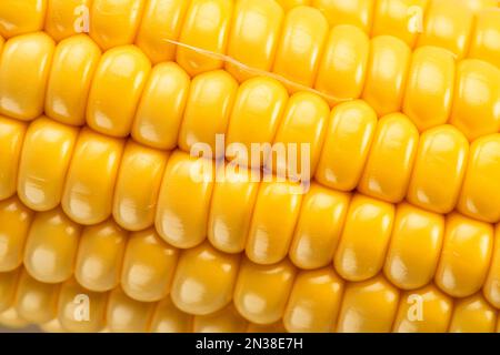 Maize seeds in corn cob. Macro shot. Stock Photo