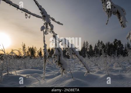 Some branches with snow crystals that the weak midwinter sun can't bear to melt, photo from Vasternorrland Sweden. Selective focus. Stock Photo