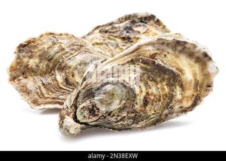 Closed raw oysters isolated on white background. Delicacy food. Stock Photo
