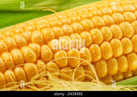 Maize cob or corn cob and maize corn silk close up. Macro shot. Stock Photo