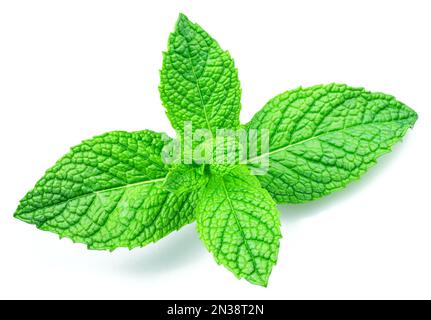 Green fresh top of peppermint or mint leaves closeup on white background. Stock Photo