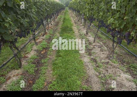 Vineyards, Truro, Cape Cod, Massachusetts, USA Stock Photo