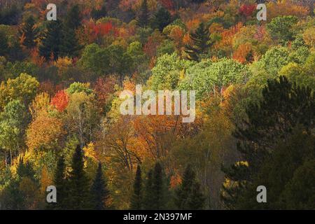 Forest in Autumn, Lake Elmore, Vermont, USA Stock Photo