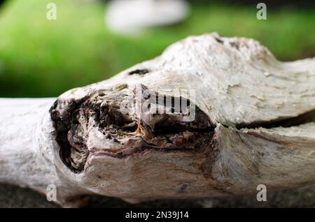 Driftwood detail against blurred green background Stock Photo