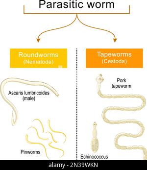 parasite and worm Stock Vector Image & Art - Alamy