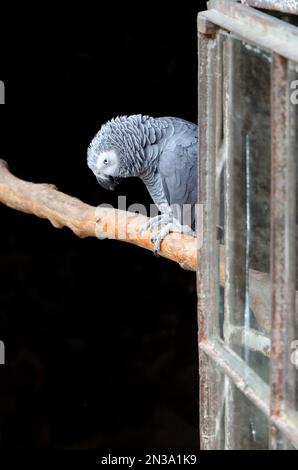 gray parrot on a branch against black background Stock Photo