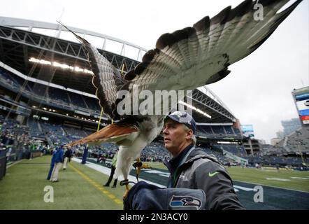 A Seahawk flies out of the tunnel before the Seattle Seahawks NFL