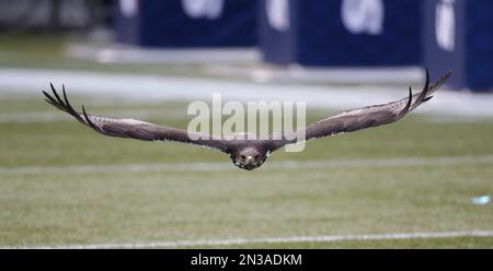 Taima, an Auger hawk that is the Seattle Seahawks live mascot, flies before  an NFL football game against the New York Jets, Sunday, Jan. 1, 2023, in  Seattle. (AP Photo/Ted S. Warren