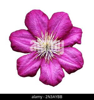 Pink clematis flower isolated on white background Stock Photo