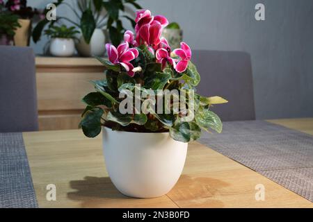 Cyclamen plant in flower pot on the table Stock Photo