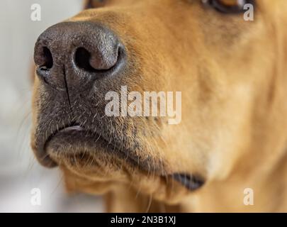 A cute image consisting of a closeup of a dogs nose and mouth Stock Photo
