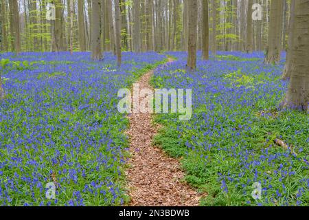 Path in bluebells forest in the spring, Hallerbos, Halle, Vlaams Gewest, Brussels, Belgium, Europe Stock Photo