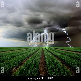 Picturesque thunderstorm over field. Dark cloudy sky with lightnings Stock Photo