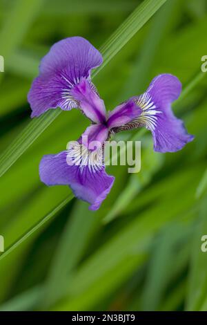 Close-up of a purple iris (Iris setosa) in bloom in summer, Anchorage; Alaska, United States of America Stock Photo