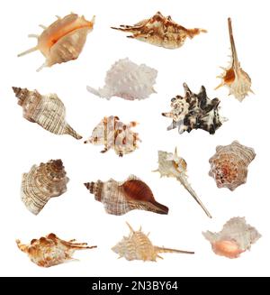 Set of different beautiful sea shells on white background Stock Photo