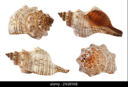 Collage with beautiful sea shell on white background, view from different sides Stock Photo