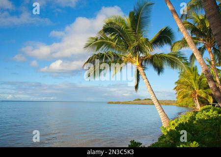 Palm trees near Kaunakakai, fronting Hotel Molokai; Island of Molokai, Hawaii, United States of America Stock Photo