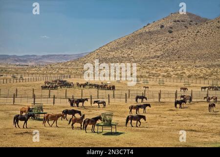 Wild horses standing in a field at a refuge holding facility where wild horses are brought in from the Jackson Mountains and fed and cared for at t... Stock Photo