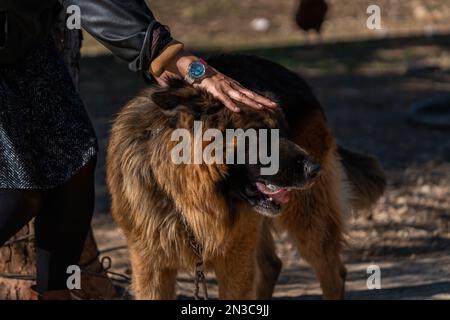 Human hand loving a wolf dog. Stock Photo