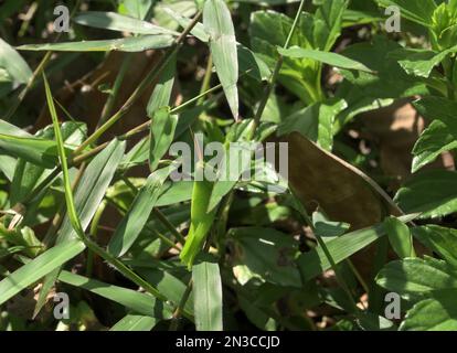 A bright green grasshopper is sitting vertically by holding a grass stem and perfectly camouflaged with the surrounding grass in the direct sunlight Stock Photo