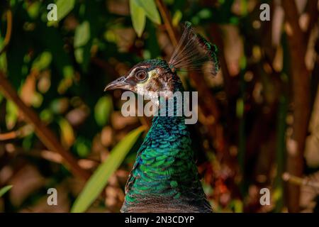 Portrait of a female peacock in Turkey Stock Photo