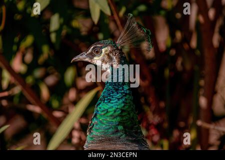 Portrait of a female peacock in Turkey Stock Photo