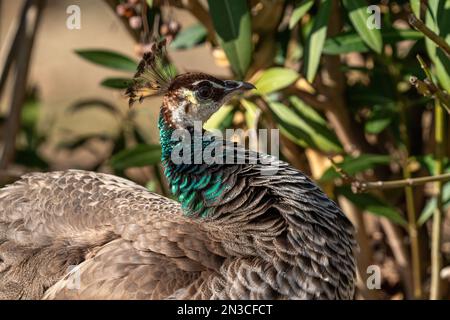 Portrait of a female peacock in Turkey Stock Photo