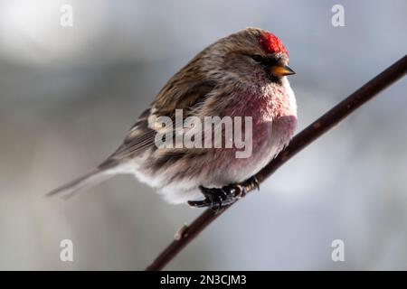 Close-up of a Common Redpoll (Acanthis flammea) perched on a branch; Fairbanks, Alaska, United States of America Stock Photo