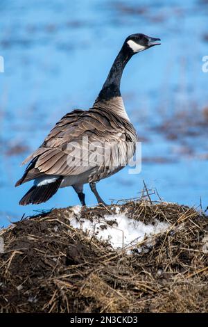 Canada goose (Branta canadensis) standing on a grassy mound at Creamer's Field Migratory Waterfowl Refuge; Fairbanks, Alaska, United States of America Stock Photo