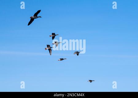 Flock of Greater White-fronted Geese (Anser albifrons) flying against a blue sky over Creamer's Field Migratory Waterfowl Refuge Stock Photo