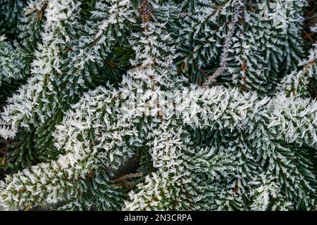 Close-up of frost on an evergreen tree branch; Sitka, Alaska, United States of America Stock Photo