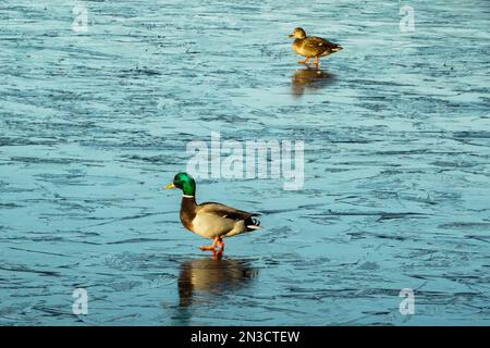 Pair of Mallard ducks (Anas platyrhynchos) walking on ice of Swan Lake; Sitka, Alaska, United States of America Stock Photo