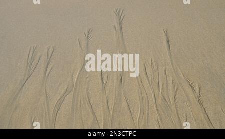 Shapes on wet sand left by water looks like trees, abstract natural scene on a sandy beach shore, Spain Stock Photo