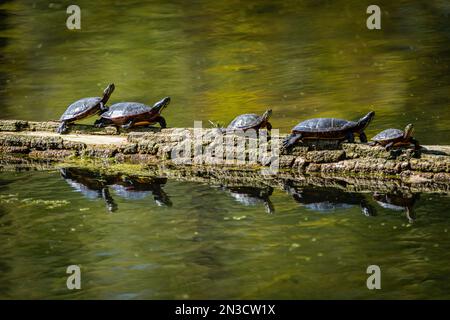 Painted turtles sunbathing on a floating log in a marsh. Stock Photo