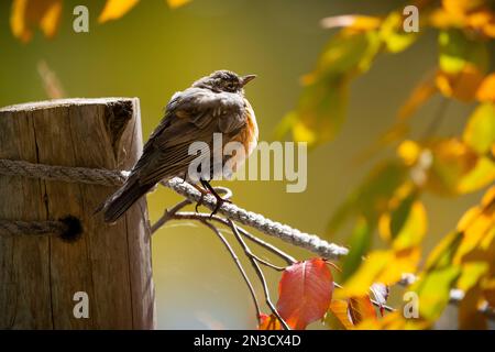 American Robin perched in a tree under a warm autumn light. Stock Photo