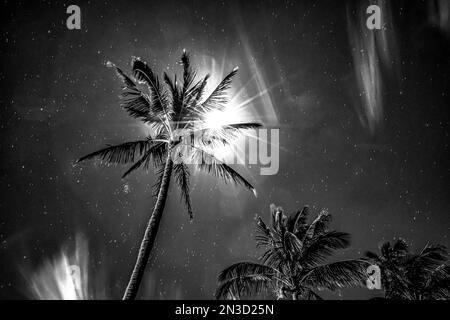 Palm trees under moonlight and a starry sky, black and white; Maui, Hawaii, United States of America Stock Photo