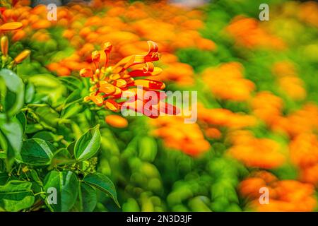 Close-up of orange, tropical flowers blooming in the bright sunlight; Maui, Hawaii, United States of America Stock Photo