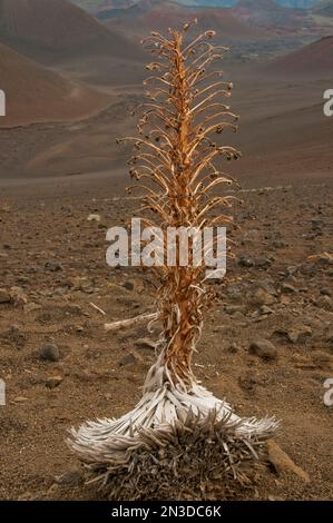 Close-up of a silversword plant (Argyroxiphium sandwicense subsp. macrocephalum), found on the island of Maui at elevations above 2,100 meters (6,9... Stock Photo