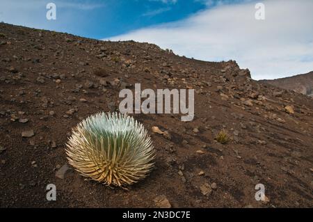 Close-up of a silversword plant (Argyroxiphium sandwicense subsp. macrocephalum) on a rocky slope found on the island of Maui at elevations above 2... Stock Photo
